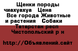 Щенки породы чиахуахуа › Цена ­ 12 000 - Все города Животные и растения » Собаки   . Татарстан респ.,Чистопольский р-н